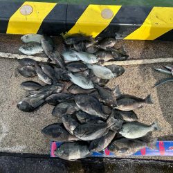 魚津港 フカセ釣り