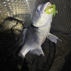 淀川ブリームゲーム