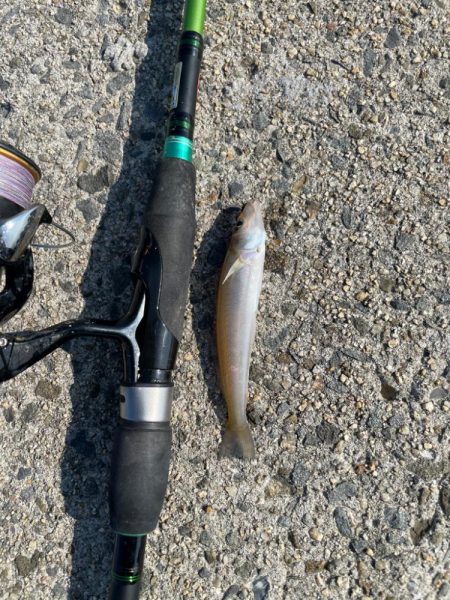 キス釣り　イソメパターンってあるの…か？