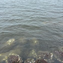 今季初タコ調査