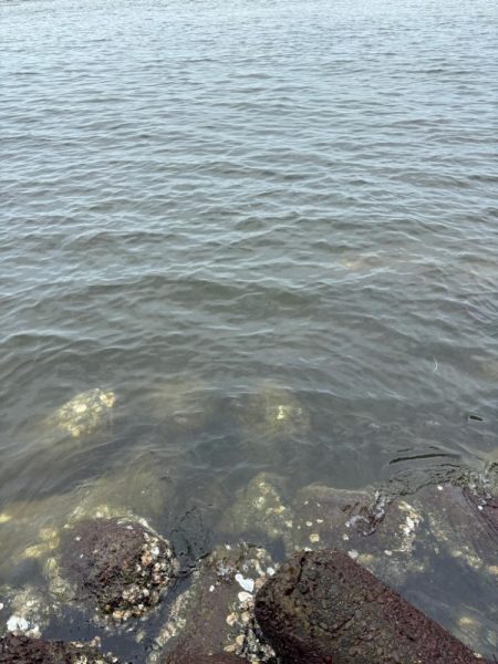 今季初タコ調査