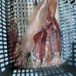 シーズン初イカ