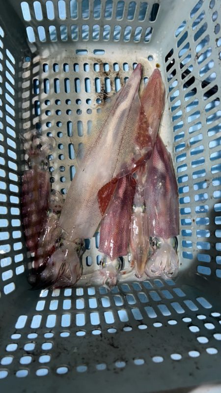 シーズン初イカ