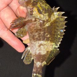 梅雨メバリング数釣り