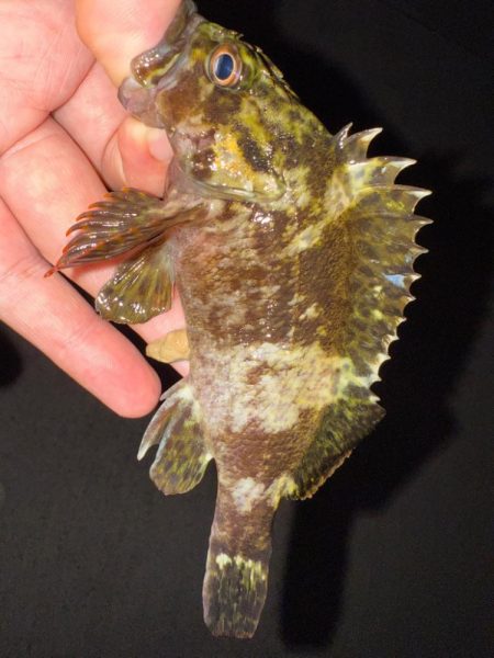 梅雨メバリング数釣り