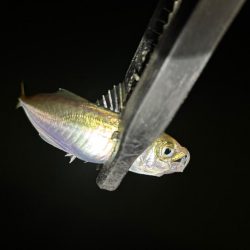 極豆／ミニマム勝負