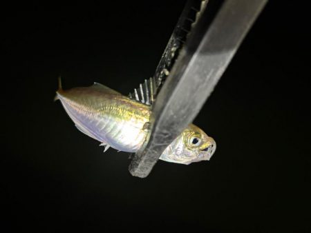 極豆／ミニマム勝負