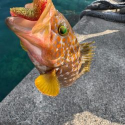 ロックフィッシュと戯れて