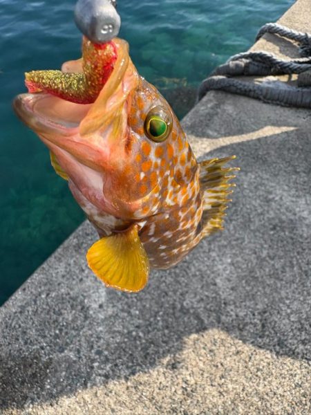 ロックフィッシュと戯れて