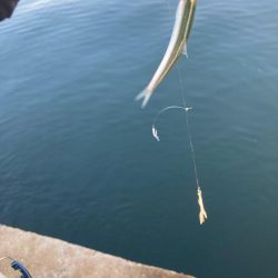 6月滑り込みのブリ！