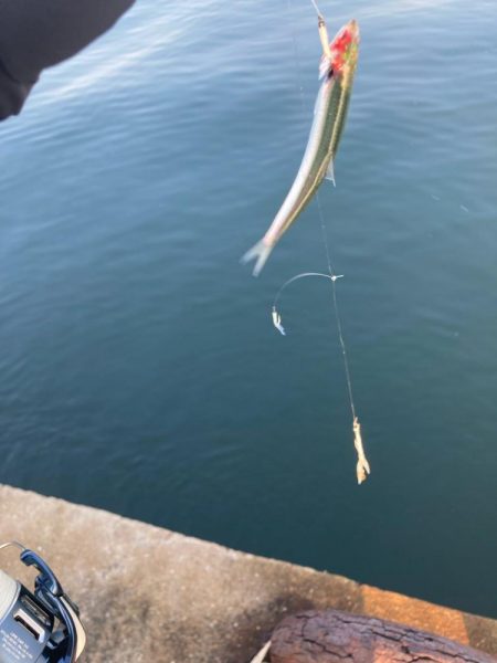 6月滑り込みのブリ！