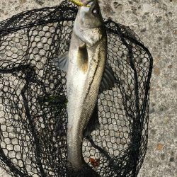 前日に続いてのバチシーバス