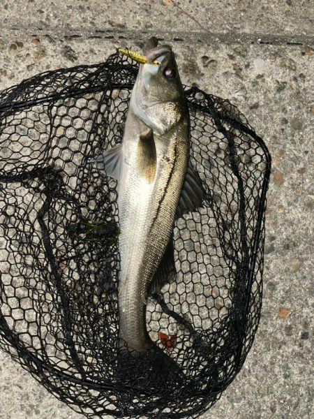 前日に続いてのバチシーバス