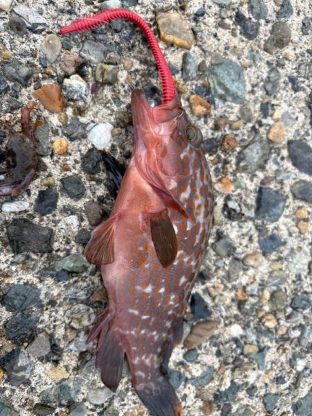 パターン掴めず…