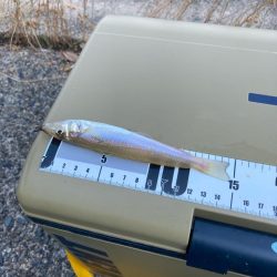 元気で綺麗なキス釣れてます