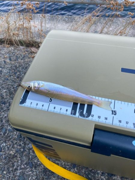 元気で綺麗なキス釣れてます