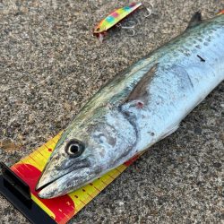 久々のサゴシ釣果