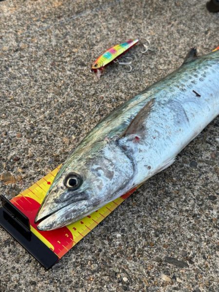 久々のサゴシ釣果