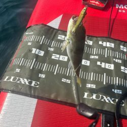 サップフィッシングす