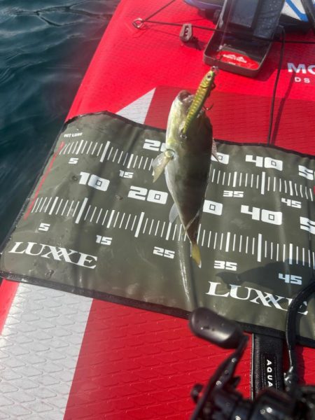 サップフィッシングす