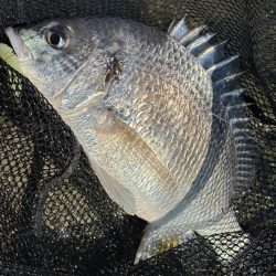 淀川チニング沖目キビレの溜まり場狙い撃ち