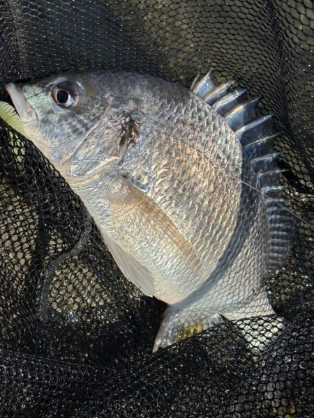 淀川チニング沖目キビレの溜まり場狙い撃ち