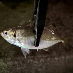 彼方には居ないけど、此方には居た！