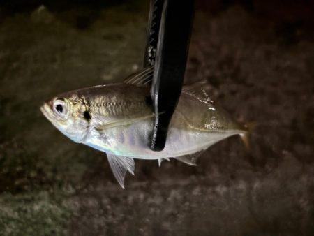 彼方には居ないけど、此方には居た！