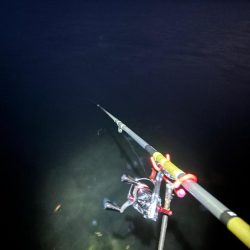 春アオリイカ5回目