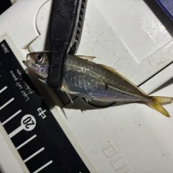 テクニカル豆アジング