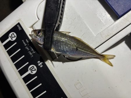 テクニカル豆アジング