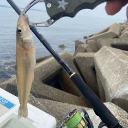 7目達成シロギスタ