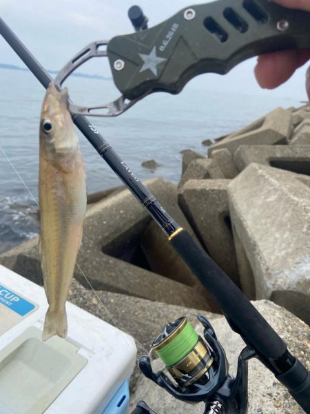 7目達成シロギスタ