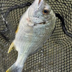 水門閉じたら明らかあたり減る