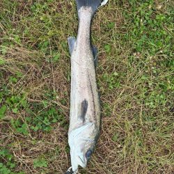 誰か姫路で青物釣れてます?