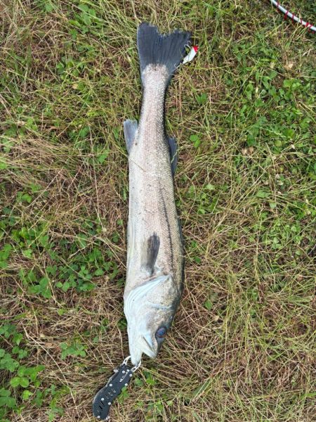 誰か姫路で青物釣れてます?