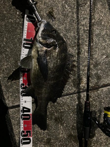 チニング〜デイandナイト