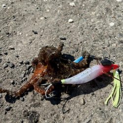 忘れ物してもメバル