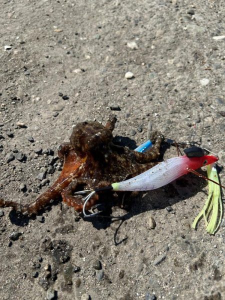 忘れ物してもメバル