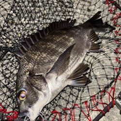 ヘチってきました