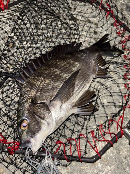 ヘチってきました