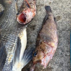 チヌの引き強くて楽しめました!