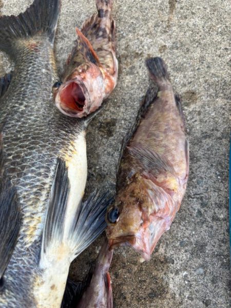 チヌの引き強くて楽しめました!