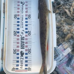 久しぶりの釣果