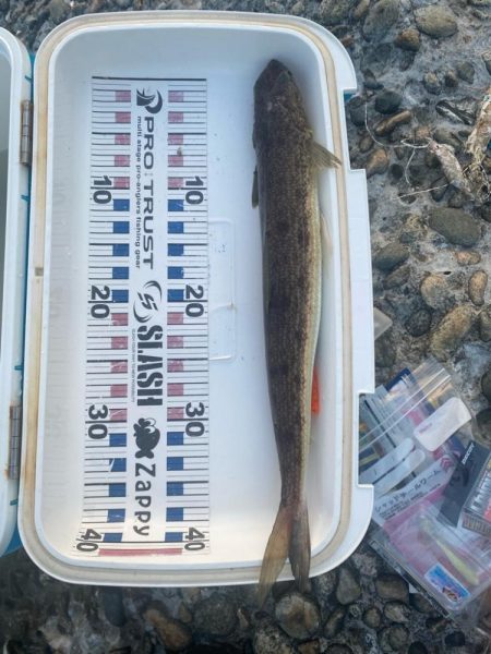 久しぶりの釣果