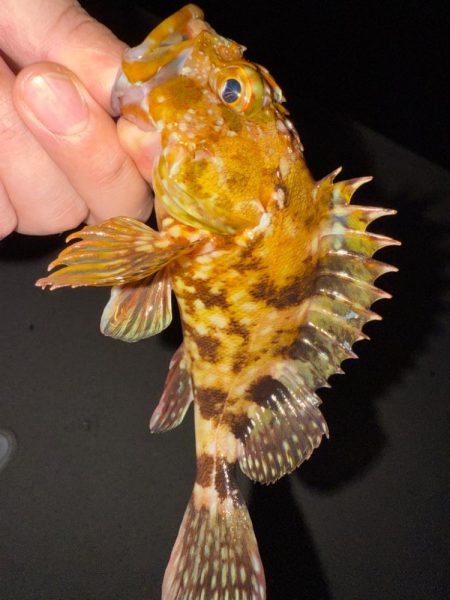 若潮メバリング