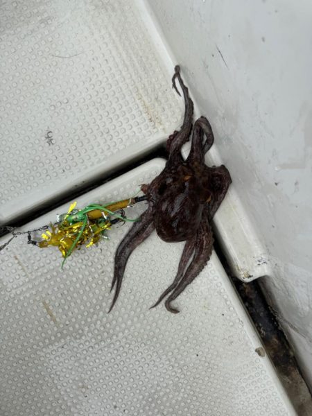 タコ釣り　リタックル