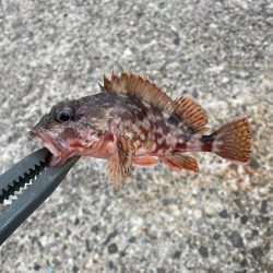 根魚マンション発見