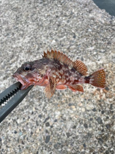 根魚マンション発見