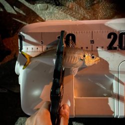 今日はアジつれた